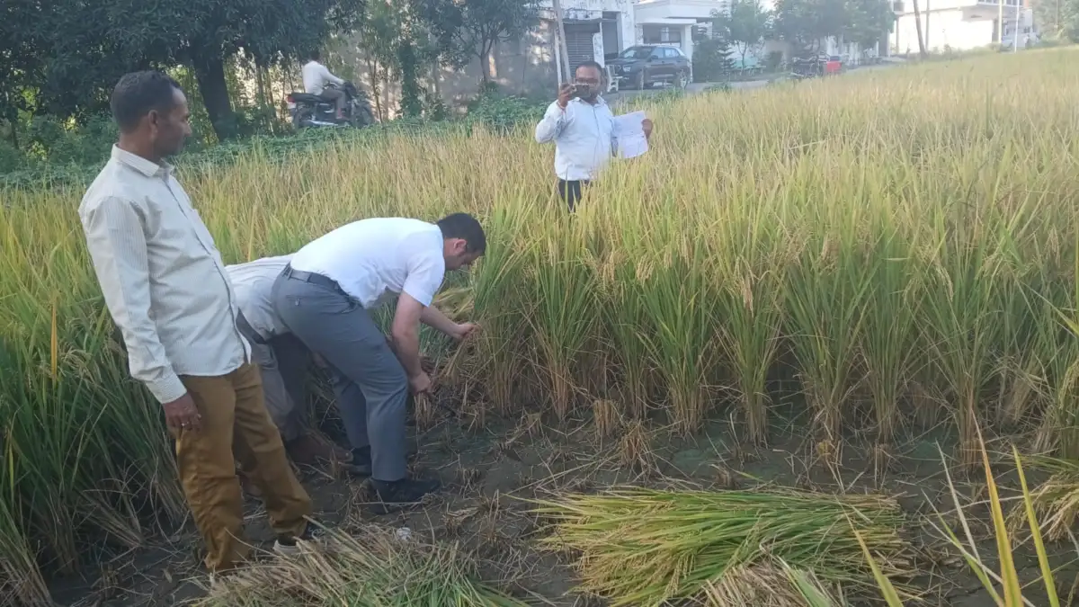 खेत में उतरे सीडीओ दिवेश शाशनी, खुद धान काटकर परखी फसल की उत्पादकता